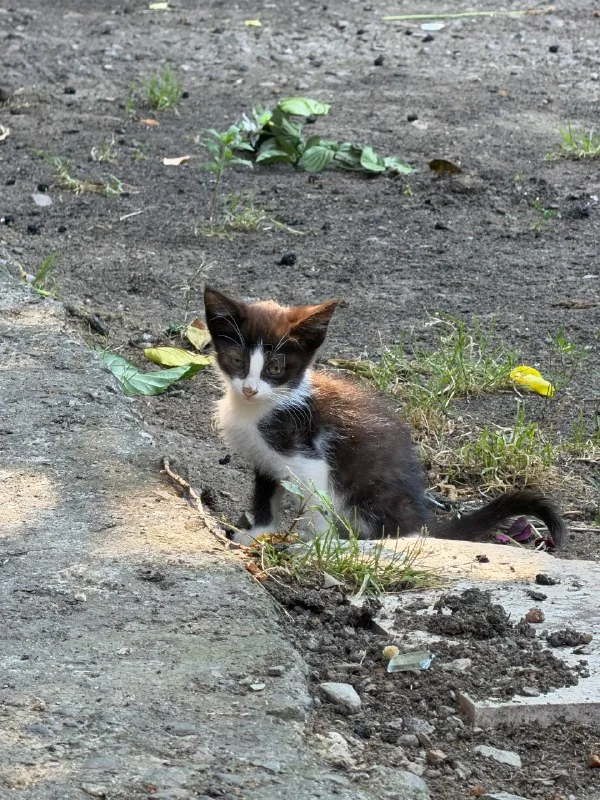 Котенок
