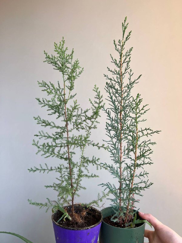 Комнатные растения: Пеперомия, Крассула, Колеус, Алоэ и др. 10