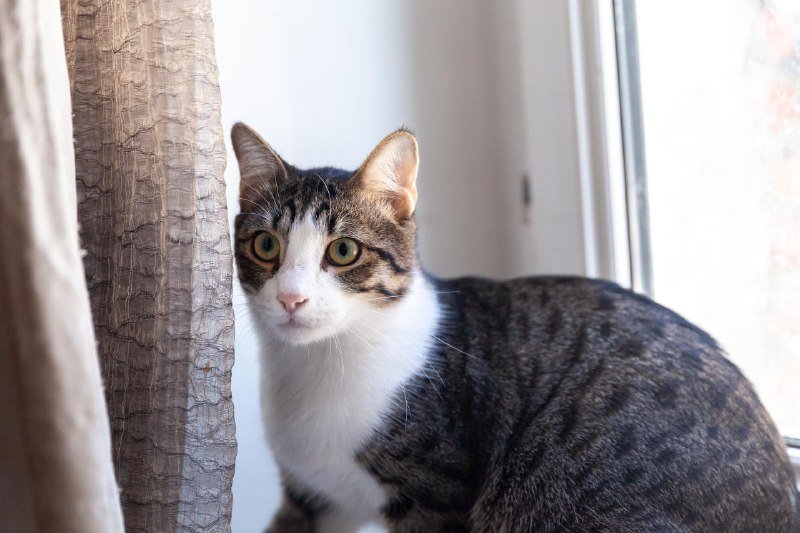 Котенок Финдус ищет семью