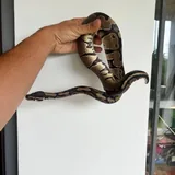 Royal python 8
