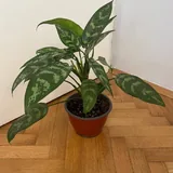 Вентилятор CUBE FSF1601B, лампа IKEA 3