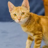 Рыжий котёнок Батон 4