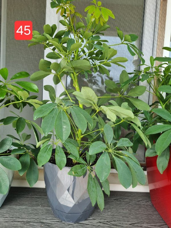 Цветы шефлера в горшках и пластике 2