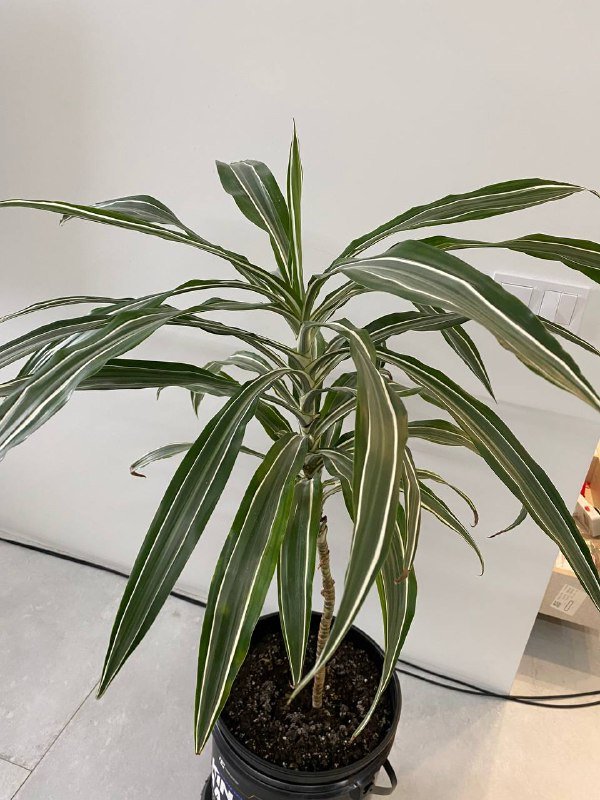 Монстера, Драцена, Авокадо, весы Xiaomi, лампа для растений, игрушки, коврик для йоги, валик, резинка 2