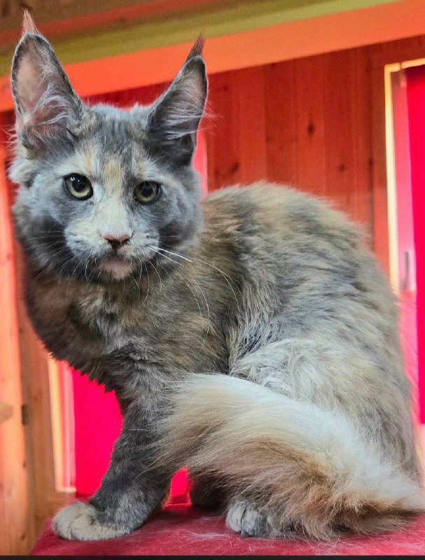 Котята мейнкун 3 месяца 4