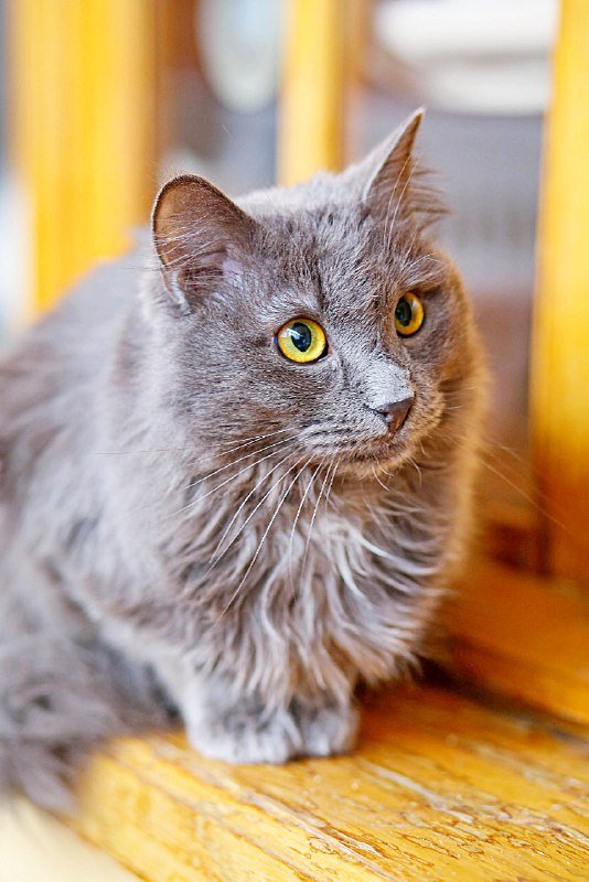 Коты Шафран и Доминик ищут передержку бесплатно 3