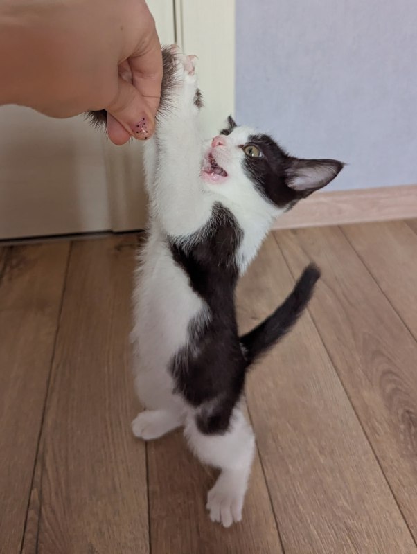 Котёнок мальчик 3 месяца, в добрые руки 4