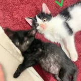 Котенок Буренок ищет дом 1