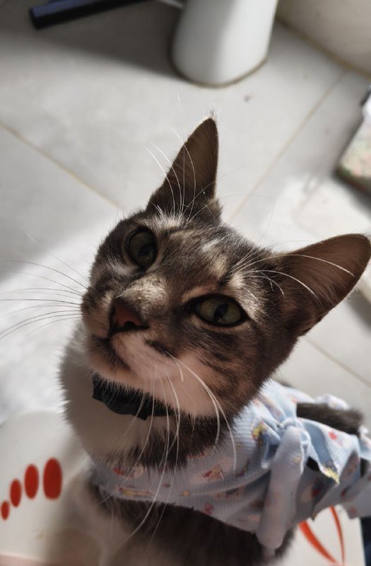 Кошка Слинки ищет дом