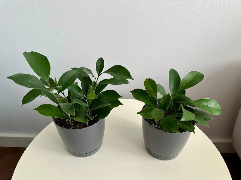 Фикусы в горшках укоренённые 3 растения