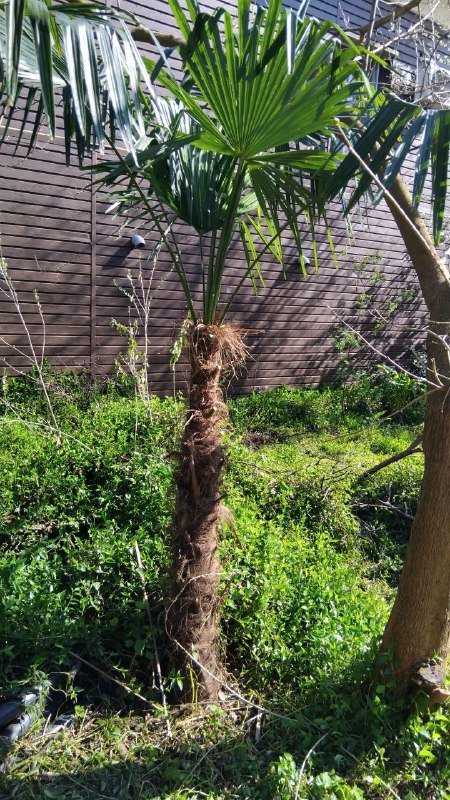 Пальма бесплатно