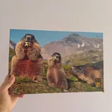 Пазл Step Puzzle с сурками, 500 деталей 1