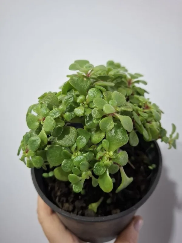 Суккуленты, традесканция, дерево любви, кактус 8