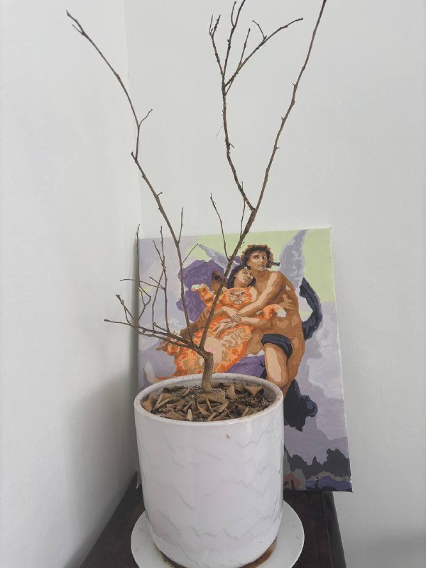 Цветы и горшки