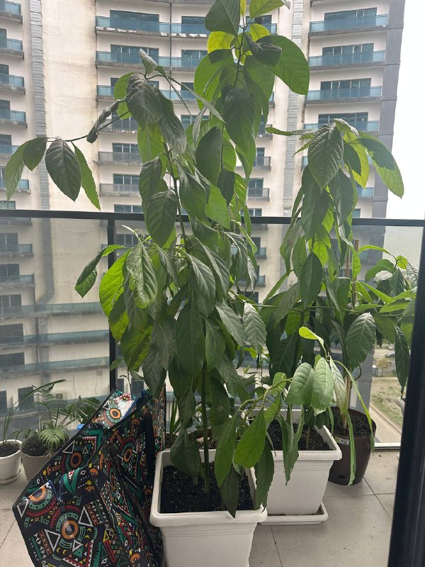 Большие деревья авокадо 2