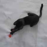 Котенок, девочка 2 месяца 5