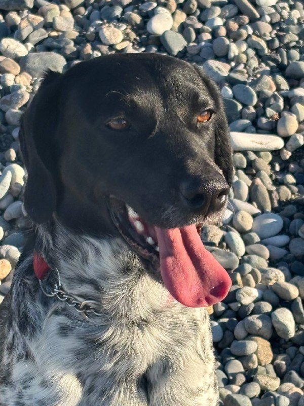 Немецкий курцхаар для передержки 3