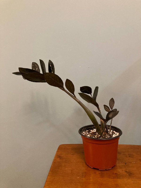 Замиокулькас «Черный ворон» 2