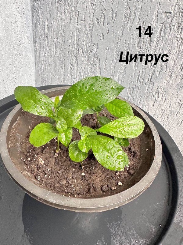 Комнатные и балконные растения 3