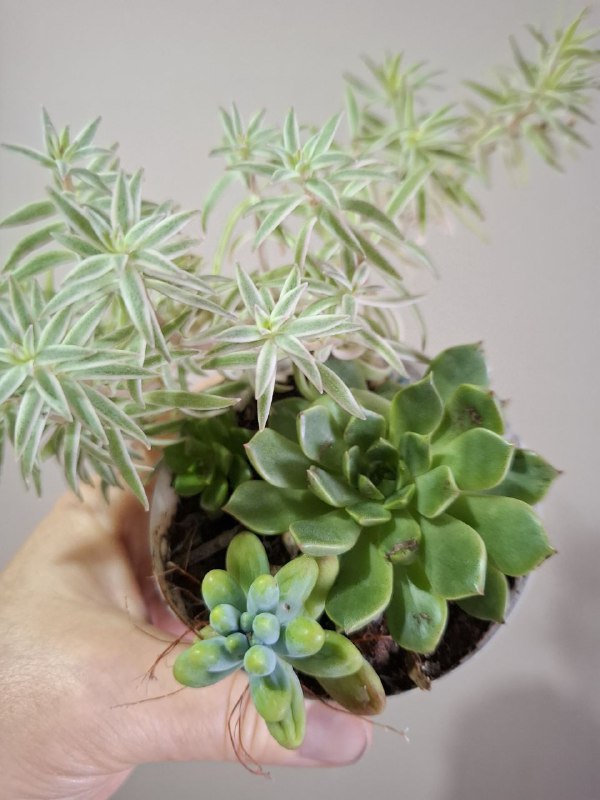 Монстера, геффлера, фикус, строманты, оттона, портулак цветущий 8