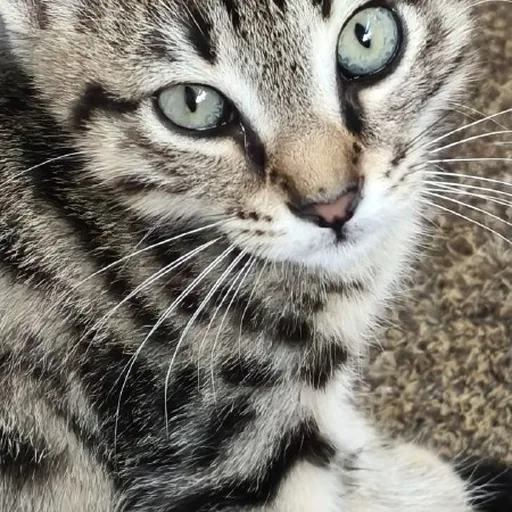 Котёнок Шпрот ищет дом
