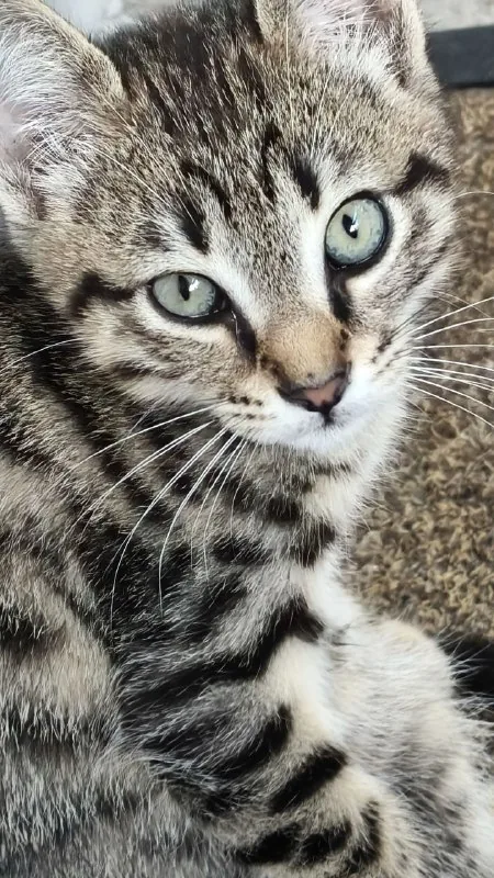 Котёнок Шпрот ищет дом 1
