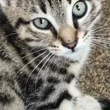 Котёнок Шпрот ищет дом 1