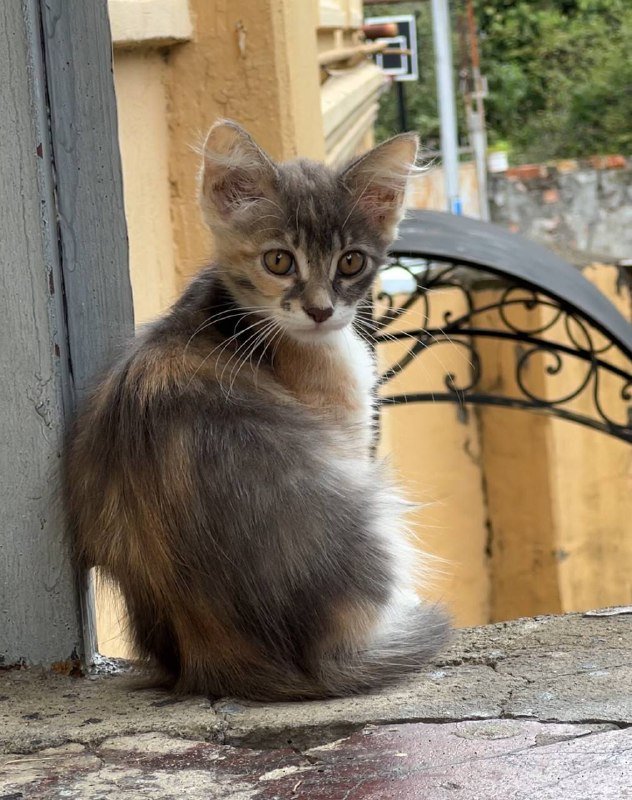 Котята 3 девочки и 2 мальчика 2