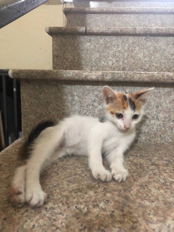 Котенок ищет дом или передержку