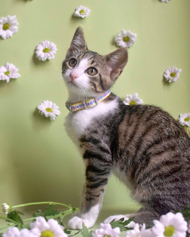 Трёхмесячный котёнок Васька ищет дом 4