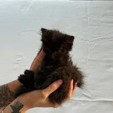 Черные котята 6