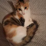 Котята в добрые руки 5