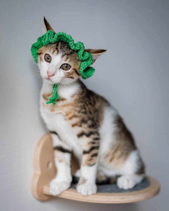 Котенок Варя ищет дом и семью 2