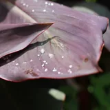 Canon EOS 550D с объективом 5