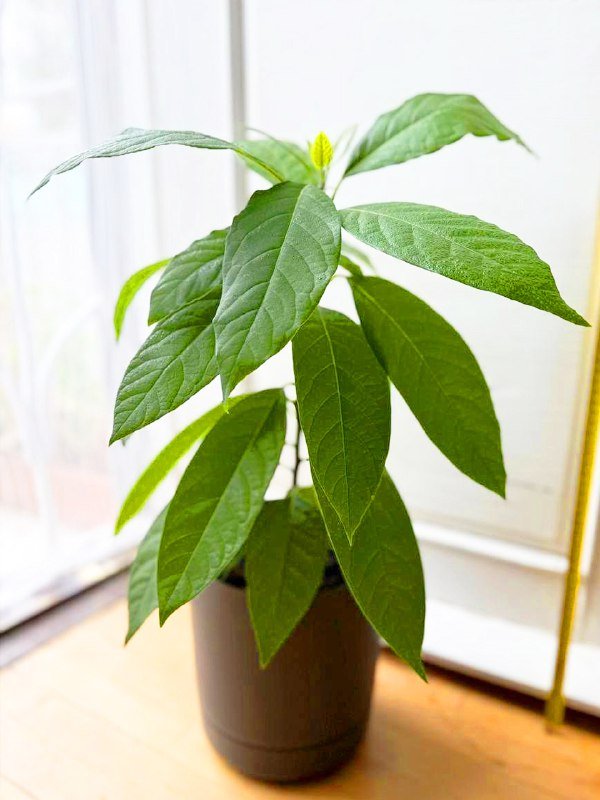 Цветы комнатные растения с горшками и кашпо 2