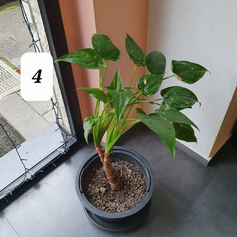 Цветы в горшках, домашние растения, взрослые деревья 4