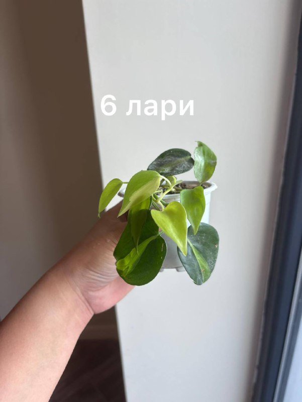 коллекция домашних цветов 2