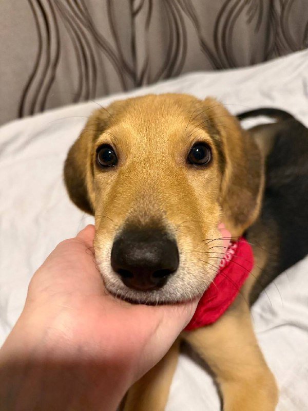 Трюфель щенок ищет дом