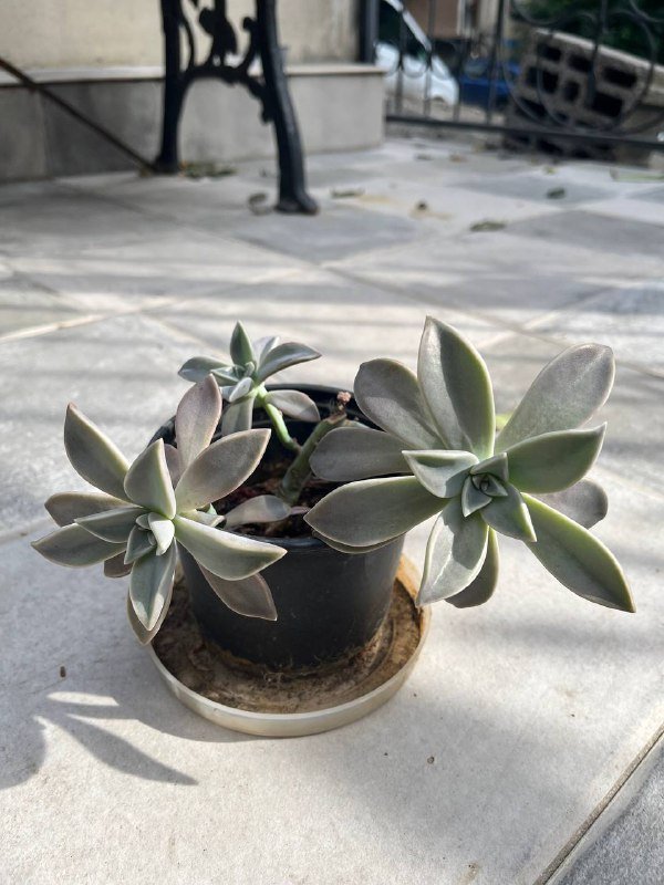 Пятнистолепестник парагвайский суккулентное растение