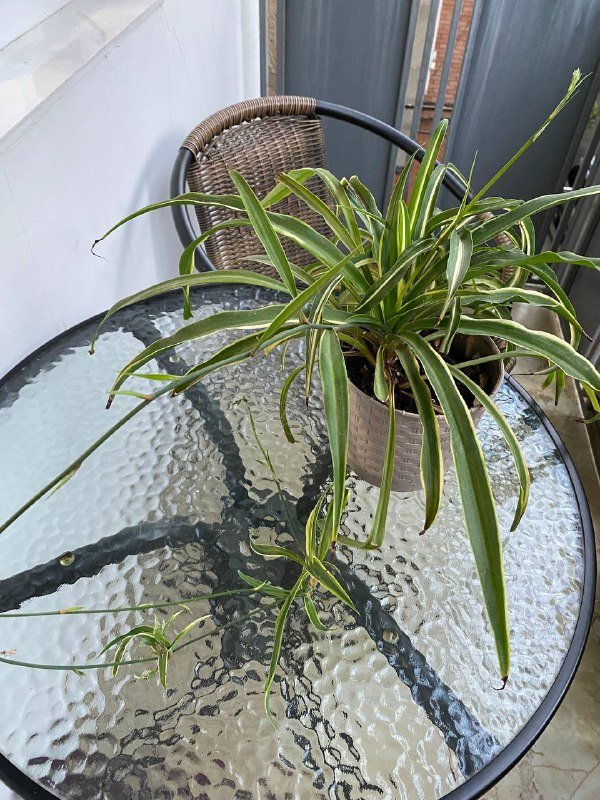 Хлорофитум, Традесканция с горшком