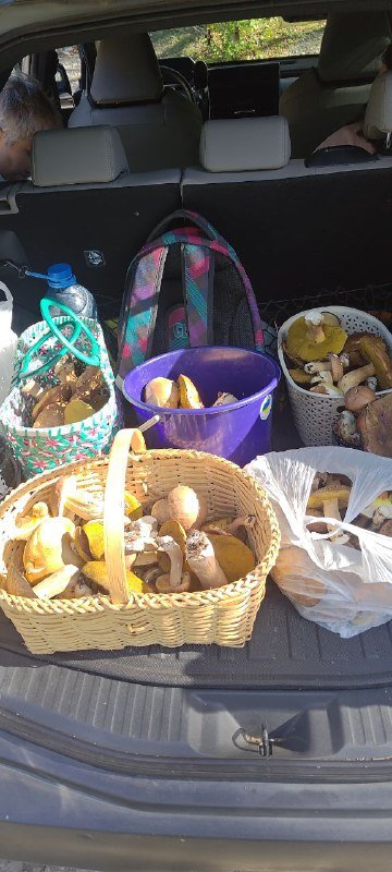 Поездки с гидом грибником в осенний лес Тбилиси 4