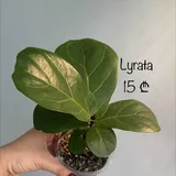 Фікуси, монстера, пеперомії, бегонія, антуріум, філодендрон, алоказія, хойя 8
