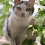 Кошка Пунтуша 2