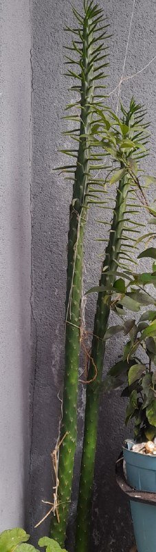 Алоэ цветущий, традисканция, денежные деревья, кактусы, герани, пророщенные листья фиалки