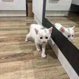 Котята 2