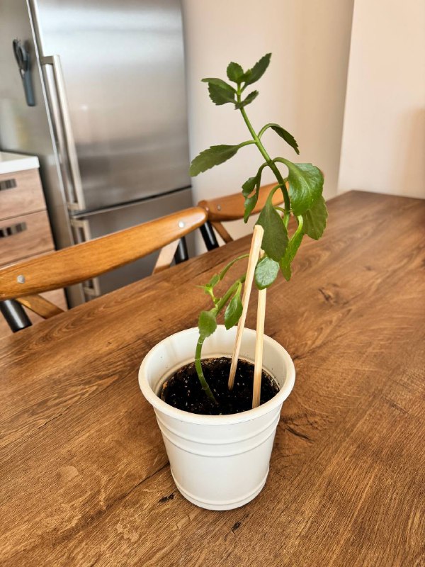 Сансевиерия, Авокадо, Каланхоэ комнатные растения 4