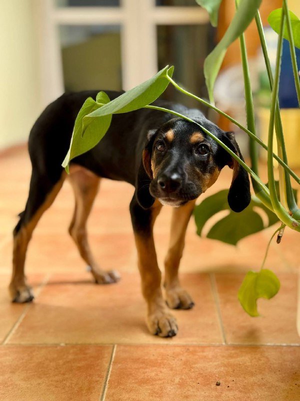 Щенок Молли ищет дом 3