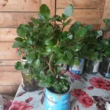 Комнатные растения 9