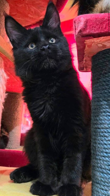 Котята мейнкун 3 месяца