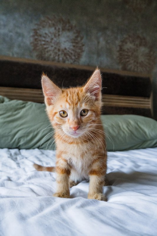 рыжие котята мальчики 7